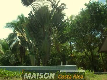 immobilier costa rica : annonce immobiliere à TORTUGUERO Limon au costa rica