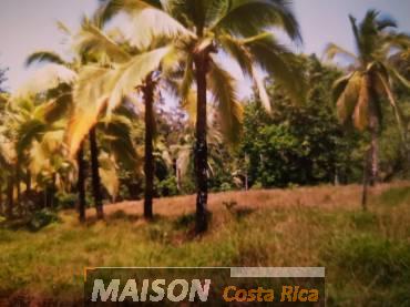 immobilier costa rica : annonce immobiliere à PUERTO VIEJO Limon au costa rica
