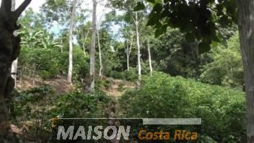 immobilier costa rica : annonce immobiliere à PLATANARES Puntarenas au costa rica